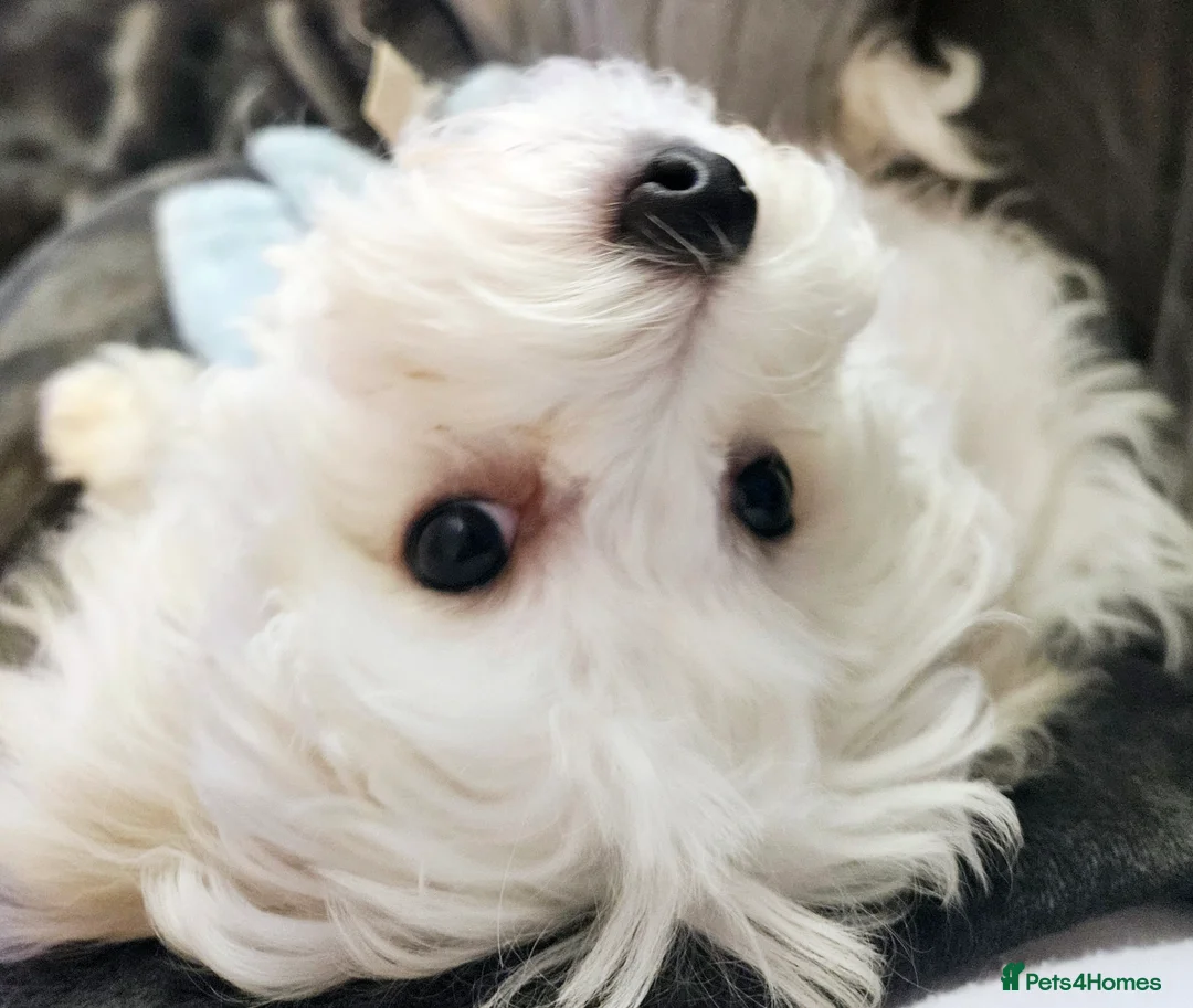 Bichon Frise dogs for sale: 2 Year Old Female Bichon Frise to Rehome - Advert 1