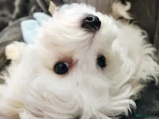 Bichon Frise dogs 2 Year Old Female Bichon Frise to Rehome - Advert 3