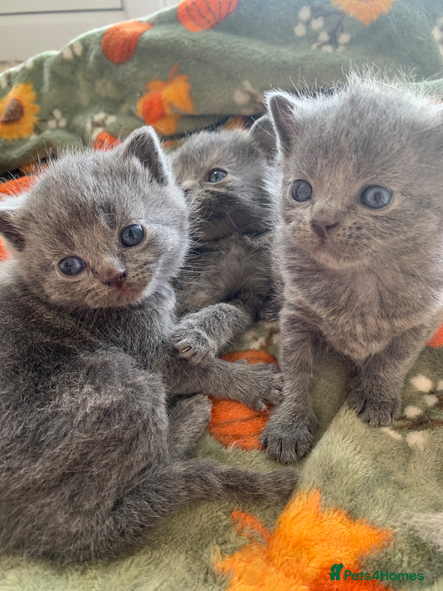 Exotic cats for sale: Beautiful litter of exotic x British shorthairs  - Advert 6
