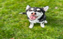 Utonagan dogs for sale: Bella 2yo husky - Image 2