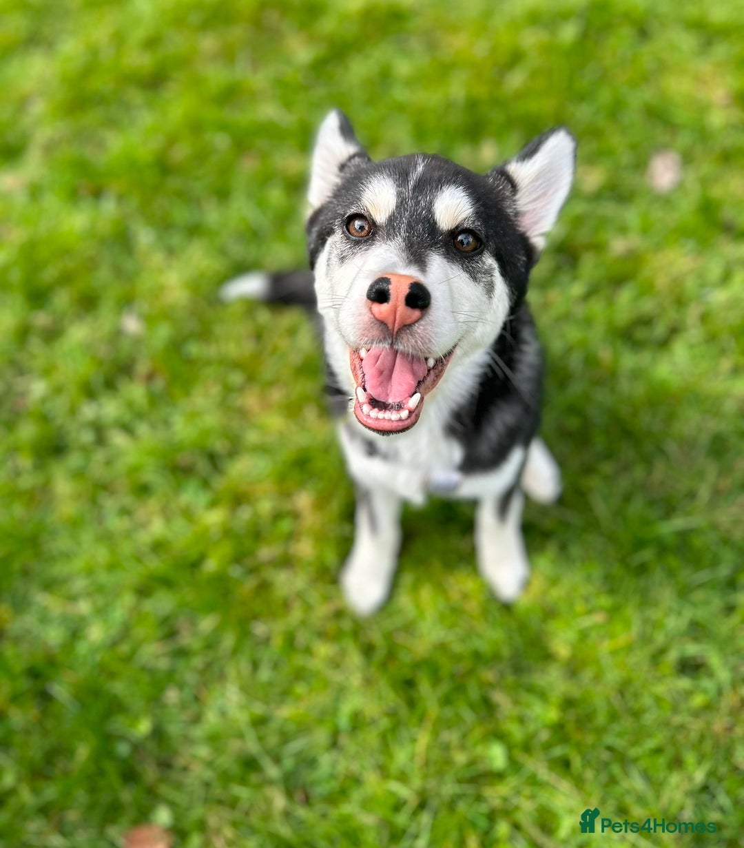 Utonagan dogs for sale: Bella 2yo husky - Image 2