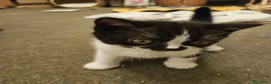 British Shorthair 3