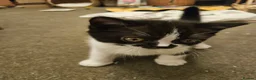 British Shorthair cats for sale: 3 pedigree british shorthairs rare colours in Bromley - Advert 16