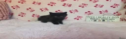 Maine Coon cats for sale: Maine coon - Advert 7