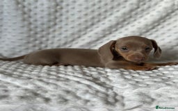 Miniature Dachshund dogs for sale: KC Miniature Isabella Dachshunds PRA Clear - Image 1