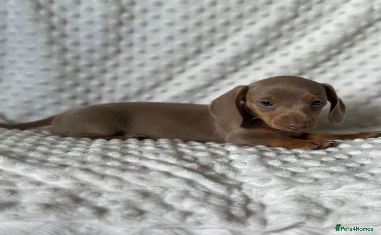 Miniature Dachshund dogs - Advert 6