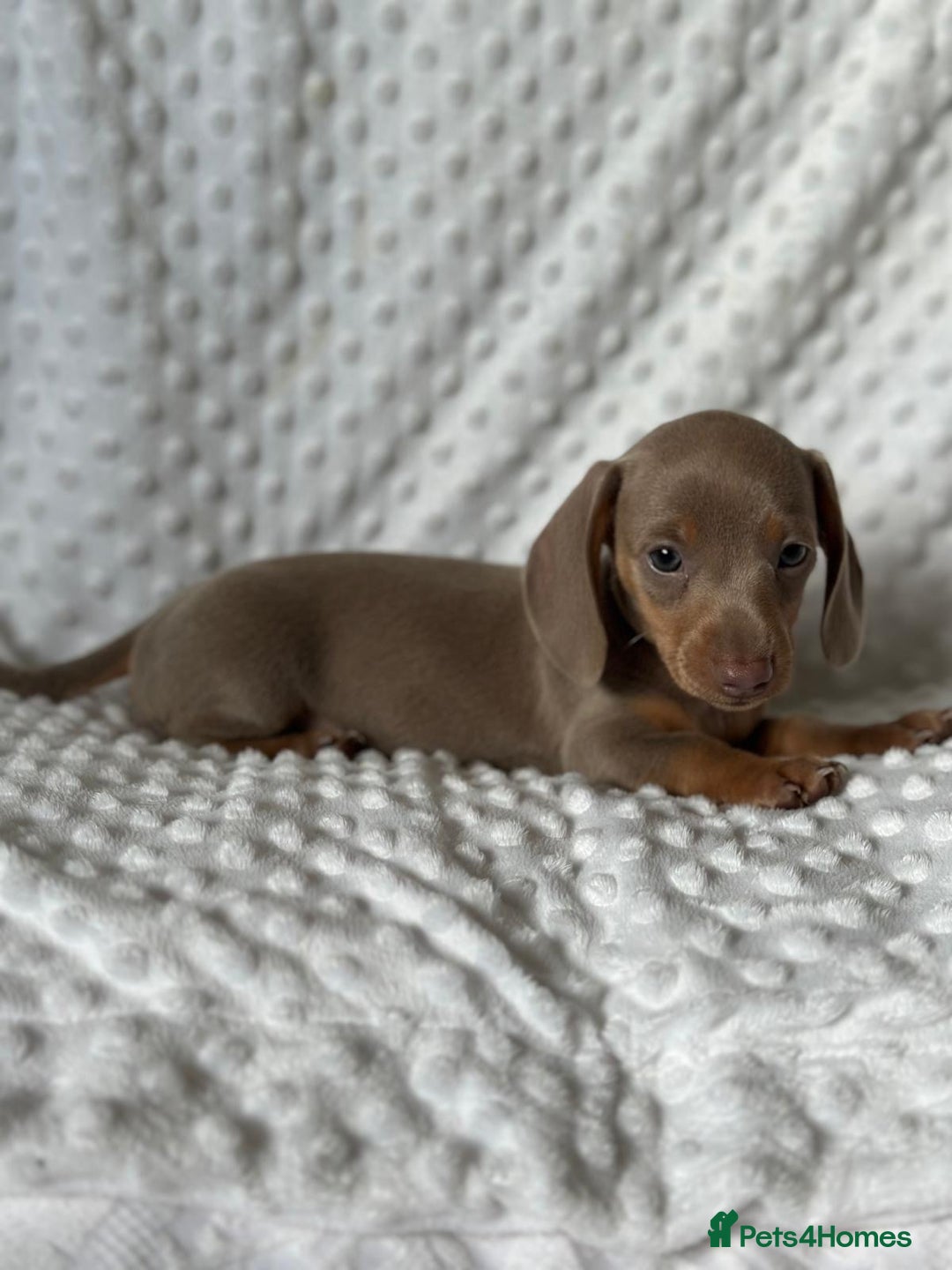 Miniature Dachshund dogs for sale: KC Miniature Isabella Dachshunds PRA Clear - Image 1