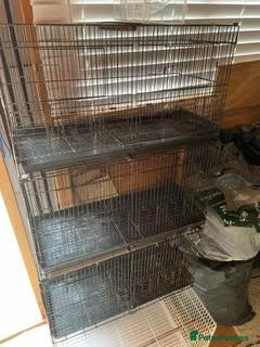 Canaries birds for sale: Canaries  - Advert 5