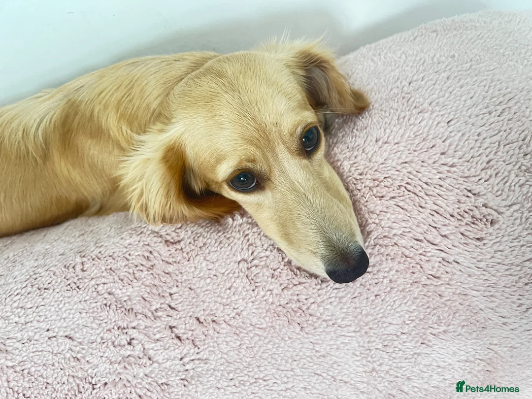 Miniature Dachshund dogs for sale: Beautiful KC registered long haired cream girl - Advert 1