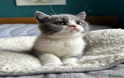 British Shorthair cats for sale: Pedigree British Shorthair Kittens - Image 1