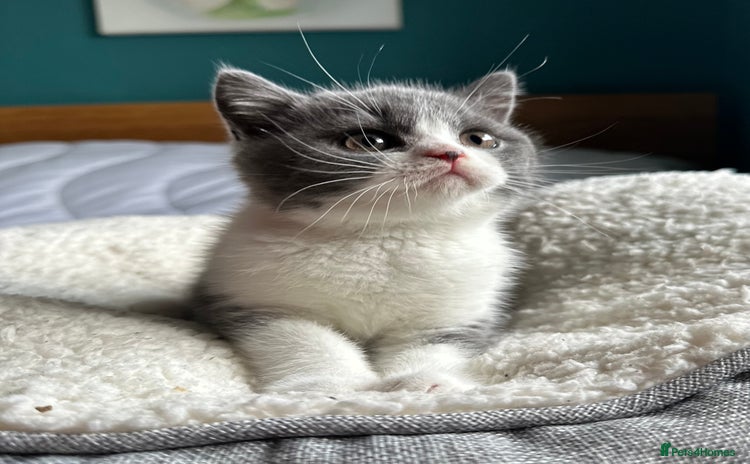 British Shorthair cats - Advert 1