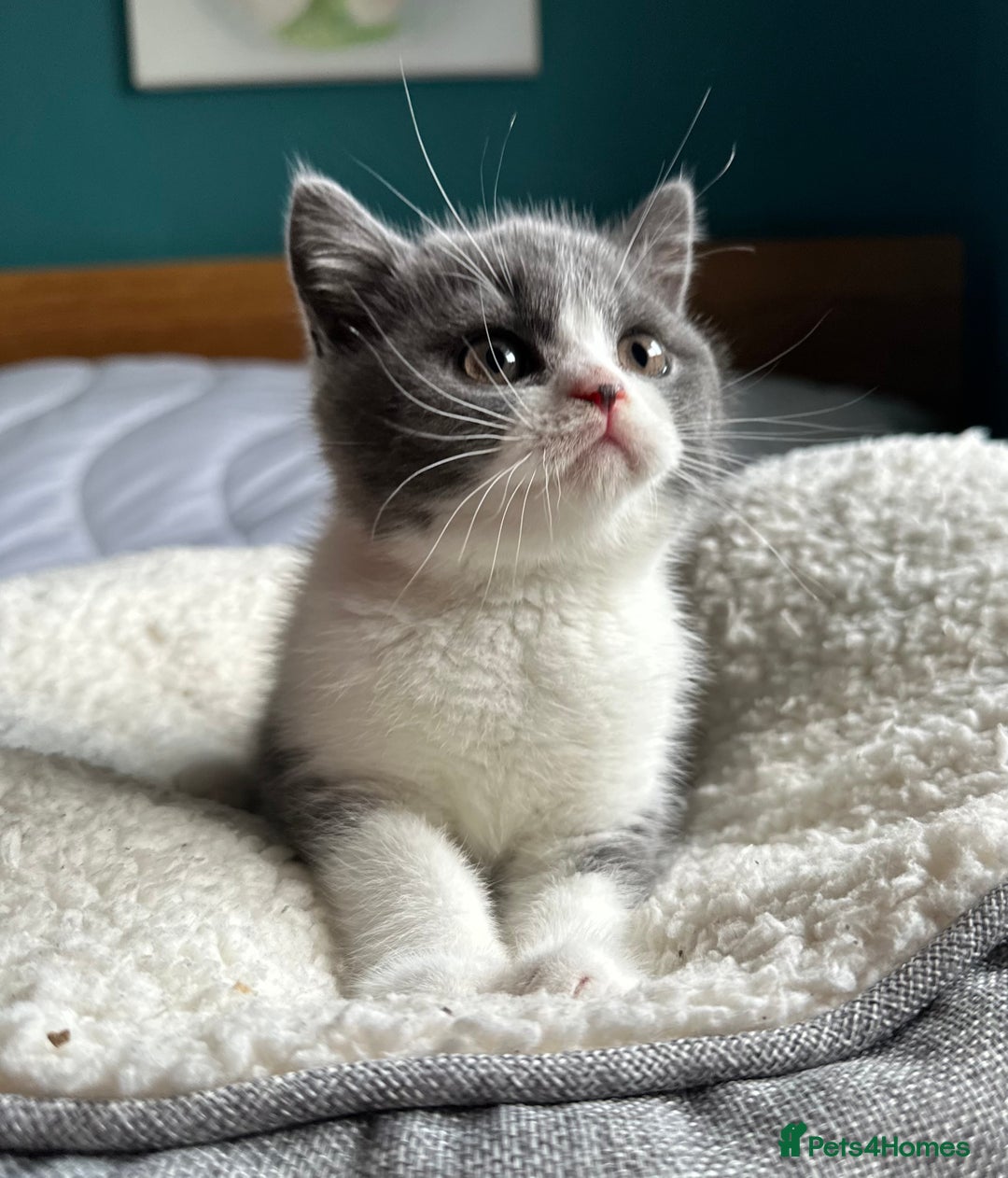 British Shorthair cats for sale: Pedigree British Shorthair Kittens - Image 1