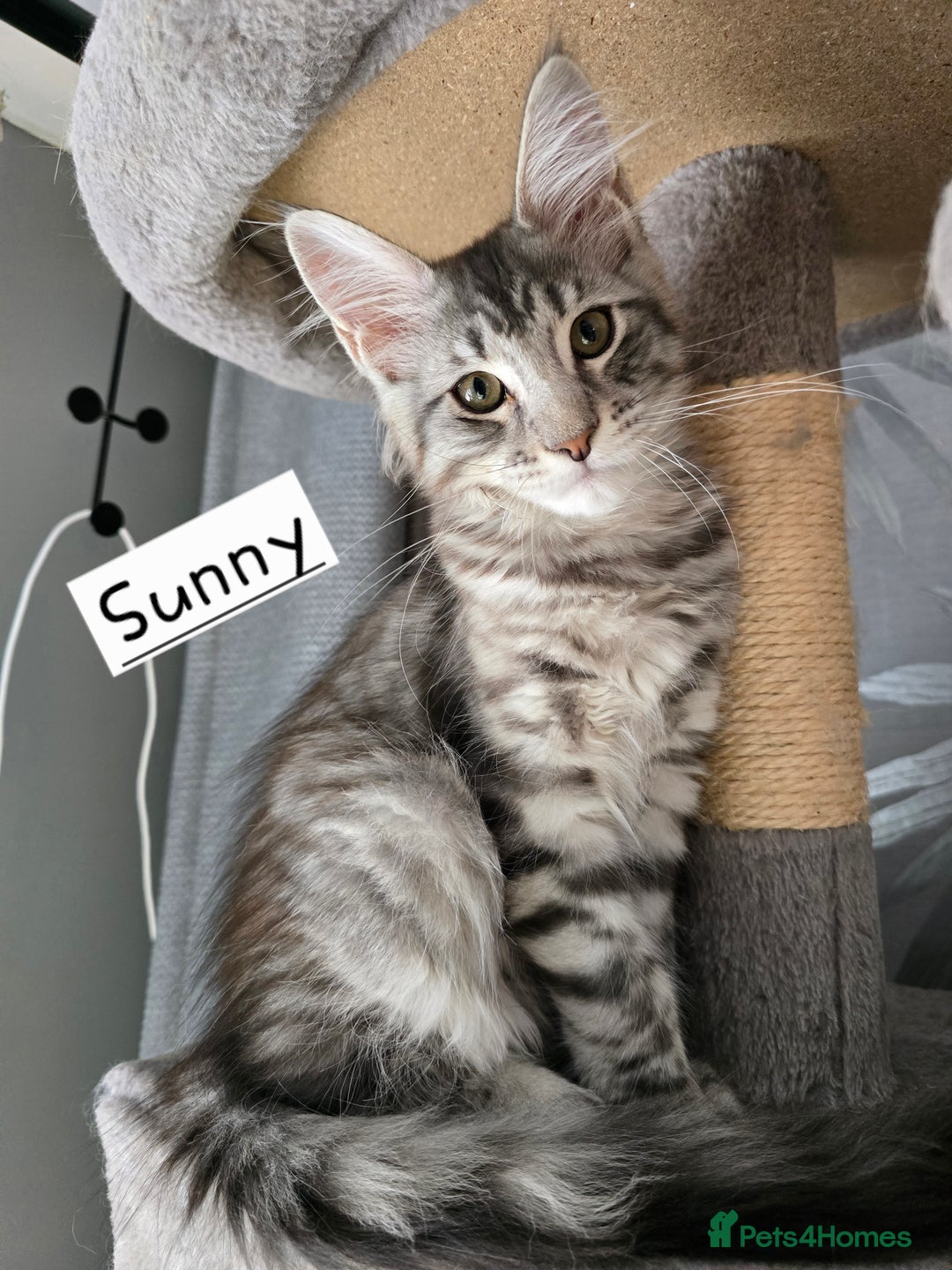 Maine Coon cats for sale: Large pedigree Tica Maine coon kittens READY  - Image 11