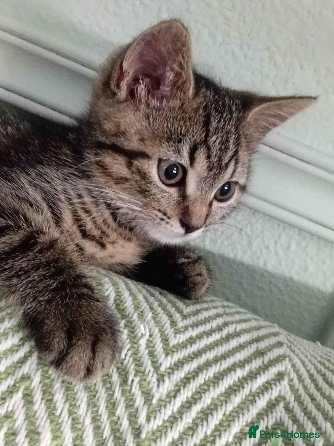 Mixed Breed cats for sale: 10 week old kitten needing loving home - Advert 1