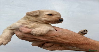 Labradoodle dogs - Advert 6