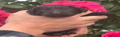 Cockapoo 6