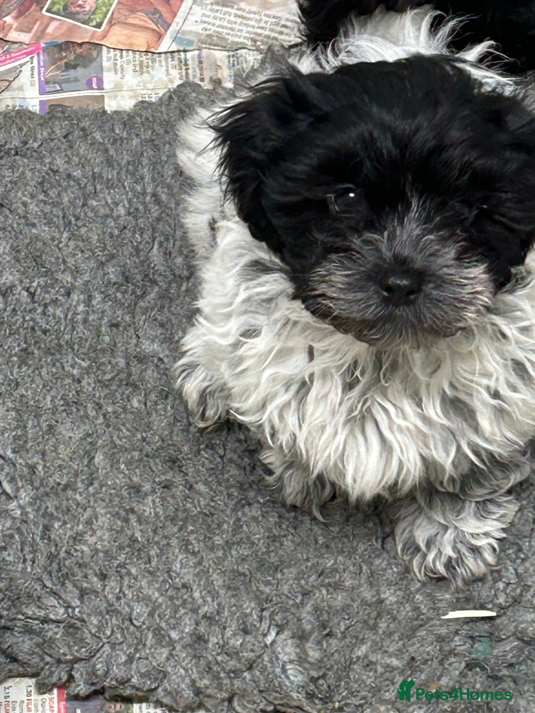 Shihpoo dogs for sale: Stunning shihpoo puppy’s ready now  - Advert 1