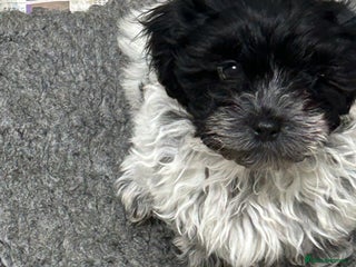 Shihpoo dogs Stunning shihpoo puppy’s ready now - Advert 1