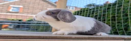 Mixed Breed rabbits for sale: Mini lop  - Advert 4