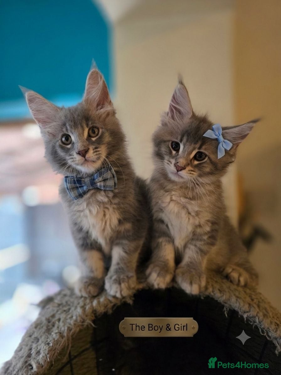 Maine Coon cats  Maine Coon Kittens Champion Bloodline  - Advert 1