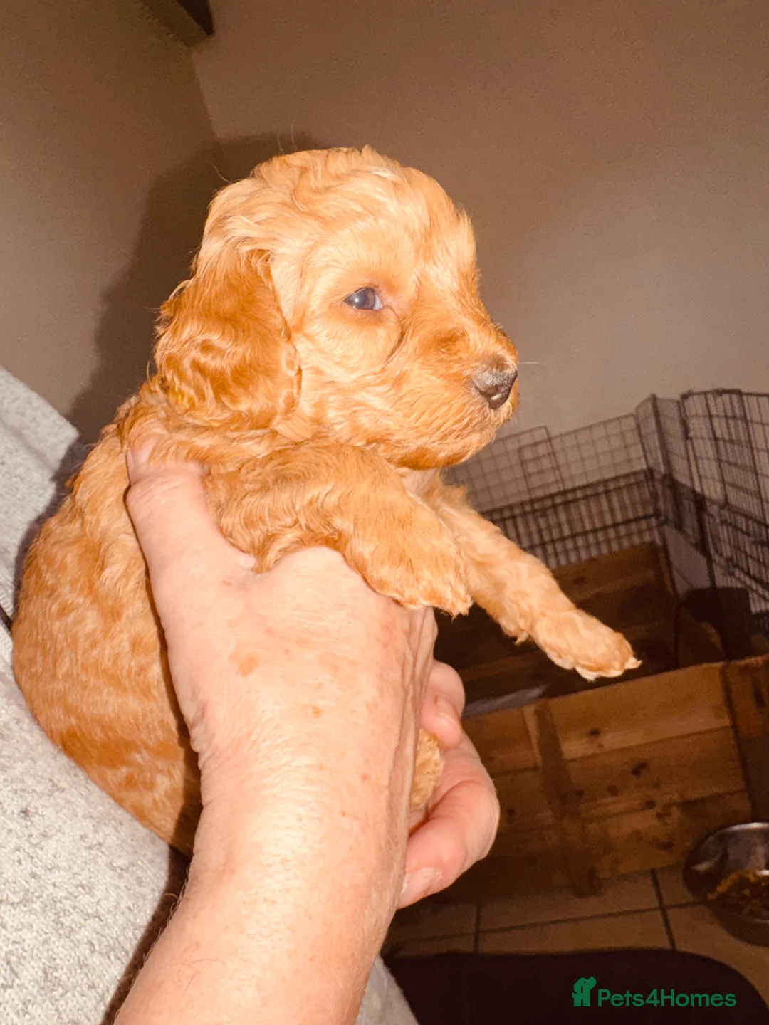 Labradoodle dogs for sale: F2bb labradoodle  - Advert 11