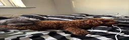 Mixed Breed dogs for sale: Rehoming 2 beautiful dogs  in London - Advert 16