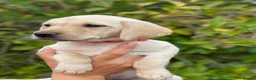 Labrador Retriever dogs for sale: Cornerdray - Working Labrador Retriever Puppies - Advert 7