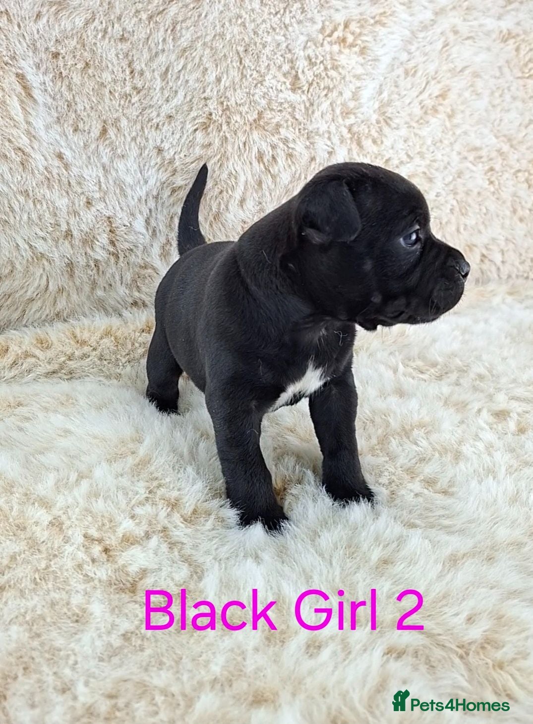 Staffordshire Bull Terrier dogs Classic Staffordshire Bull Terrier Puppies  - Advert 2