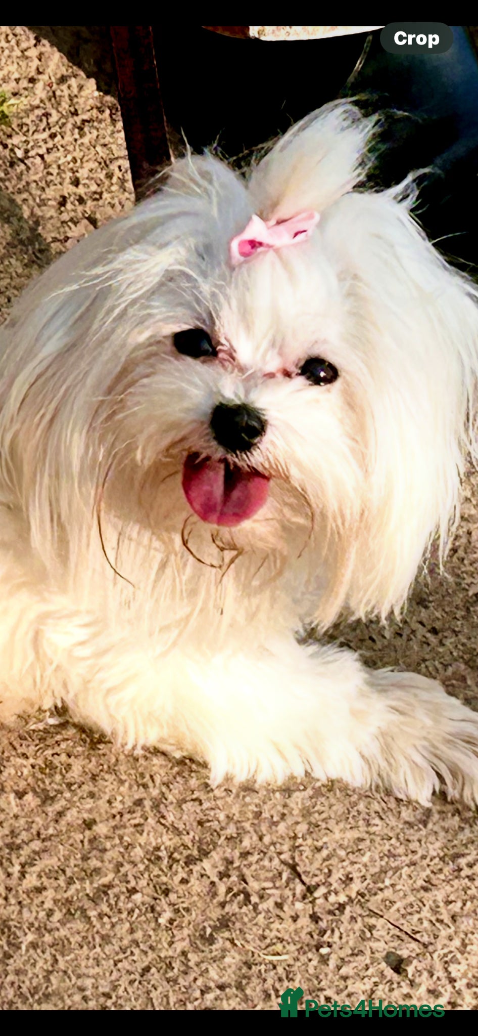 Maltese dogs for sale: Kc reg Maltese 2 years old  - Advert 4