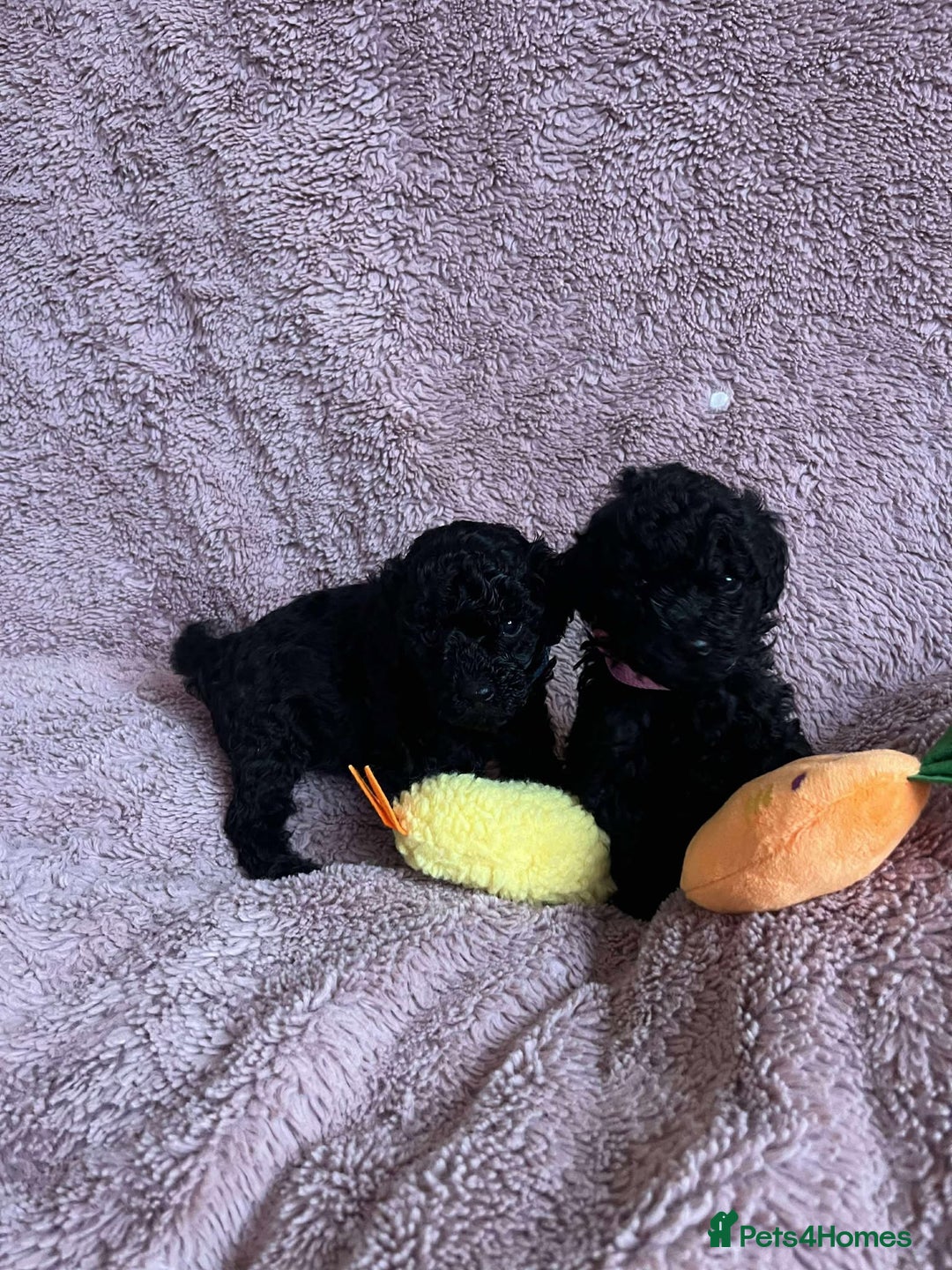 Miniature Poodle dogs for sale: Miniature Poodles!!! - Advert 25