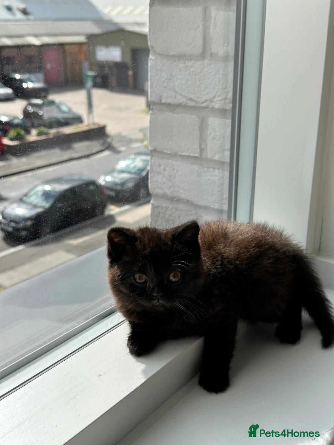 British Shorthair cats for sale: Rare Chocolate British Shorthair Kitten 🍫🐻 in Hayes - Advert 1