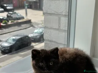British Shorthair cats Rare Chocolate British Shorthair Kitten 🍫🐻 - Advert 2