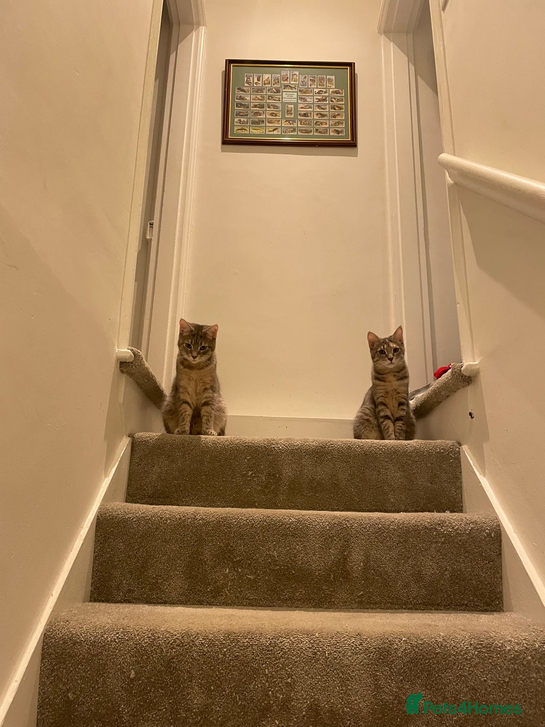 Mixed Breed cats for sale: Adorable female cats Looking for a Forever Home ! - Advert 6