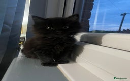 RagaMuffin cats for sale: Ragamuffin kittens  - Image 4