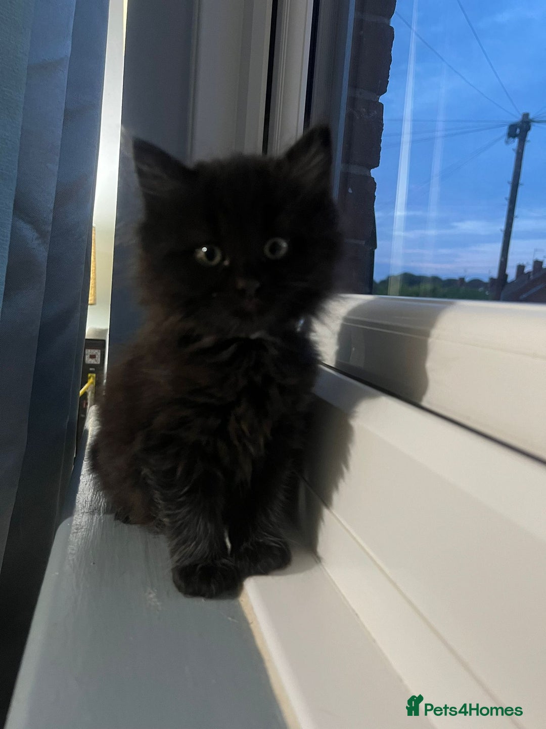 RagaMuffin cats for sale: Ragamuffin kittens  - Image 4