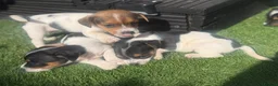 Jack Russell dogs for sale: 5 beautiful Jack Russell puppies  in Wickford - Advert 23