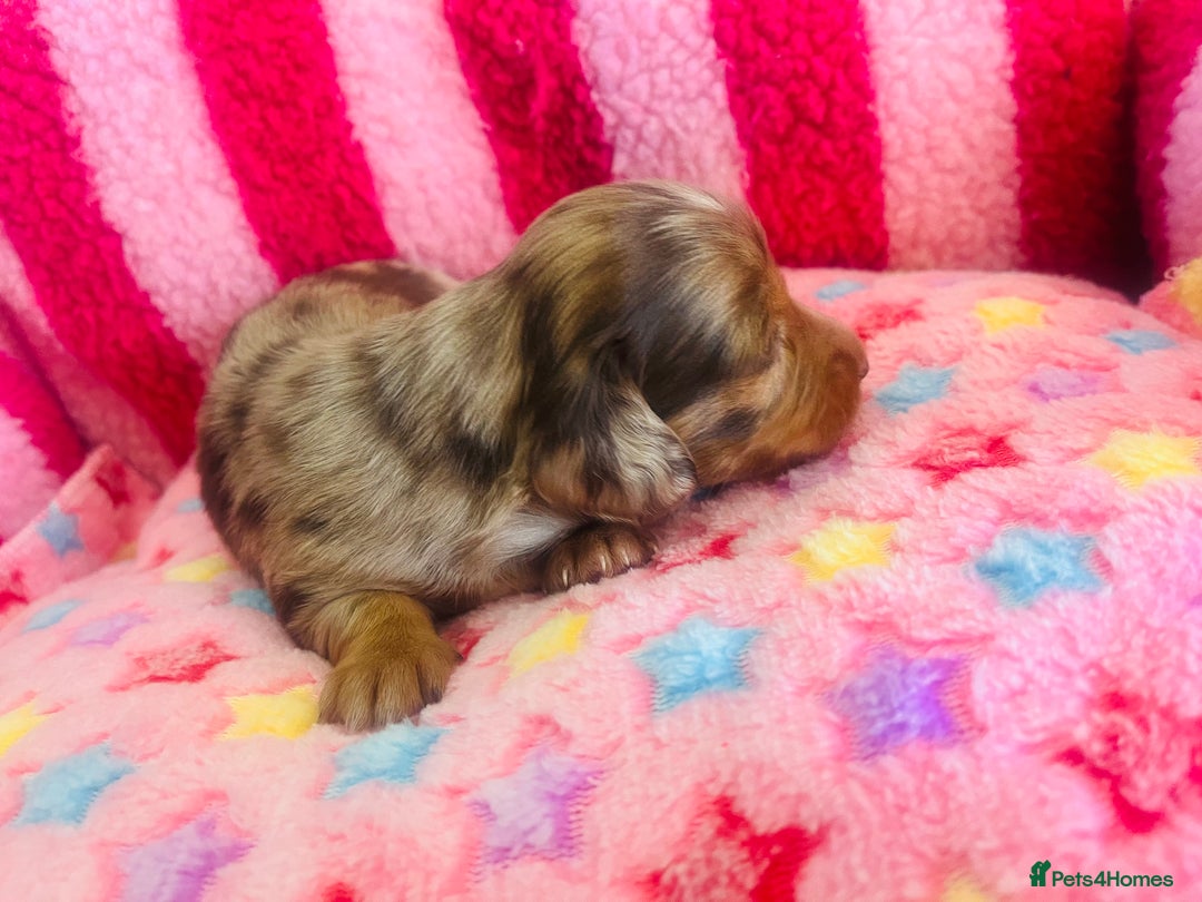 Miniature Dachshund dogs for sale: Stunning minature dachshund puppies - Image 14