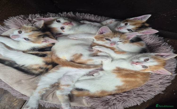 Domestic Shorthair cats - Advert 1