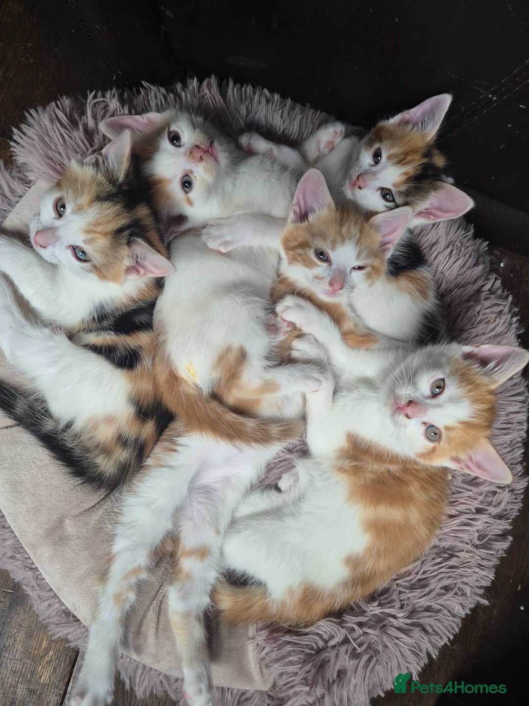 Domestic Shorthair cats for sale: Beautiful family raised kittens  - Image 1
