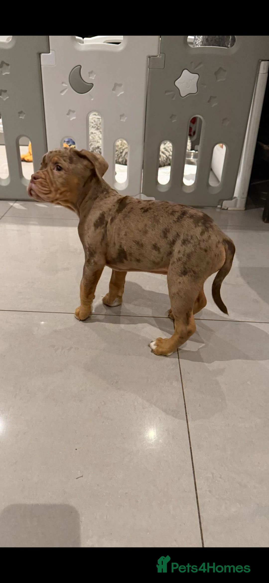 Old Tyme Bulldog dogs for sale: Olde English Bulldog LAST BOY - Advert 5