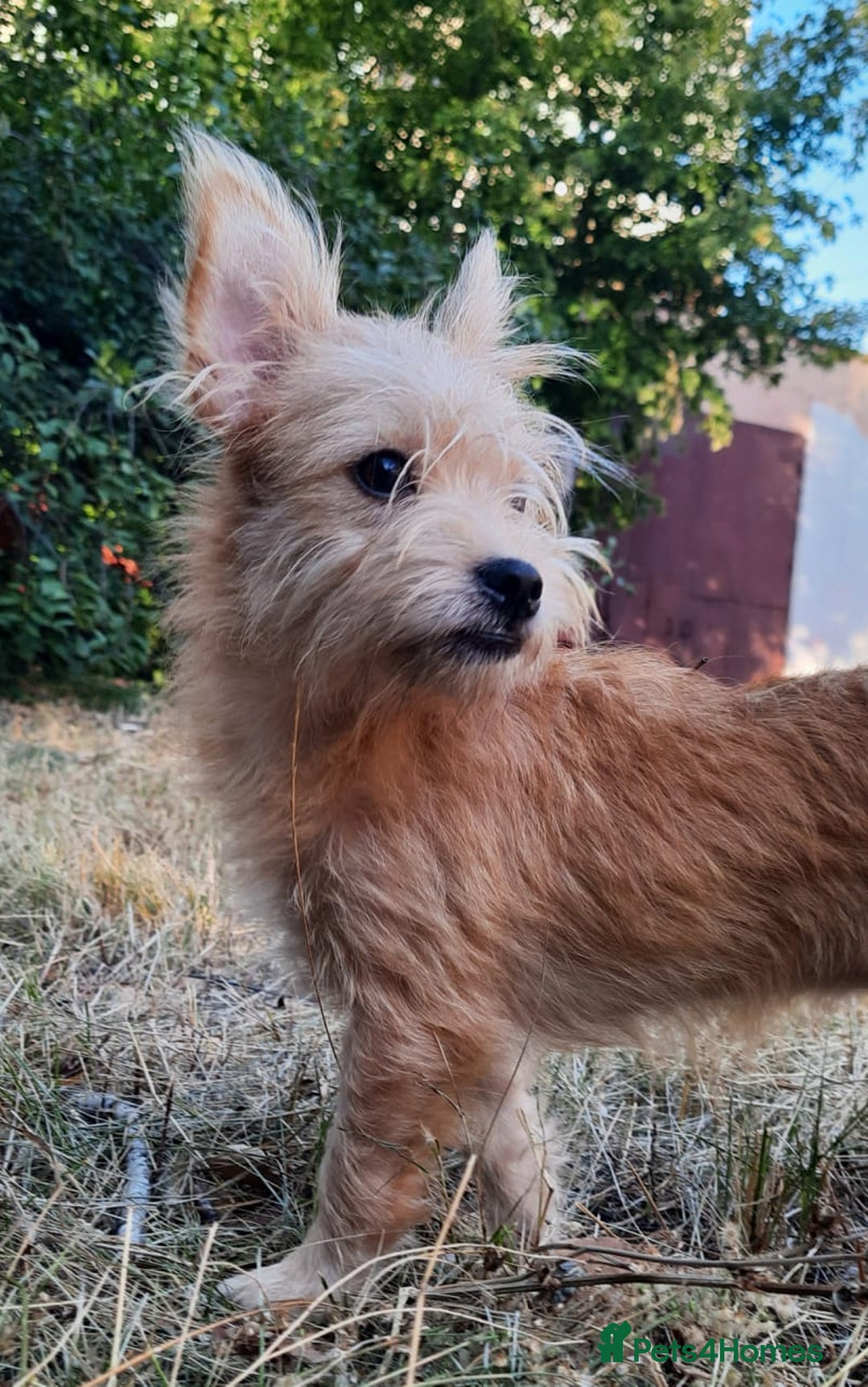Mixed Breed dogs for adoption: 💖🐶 NIKOLETTA 🐶💖 - Image 14