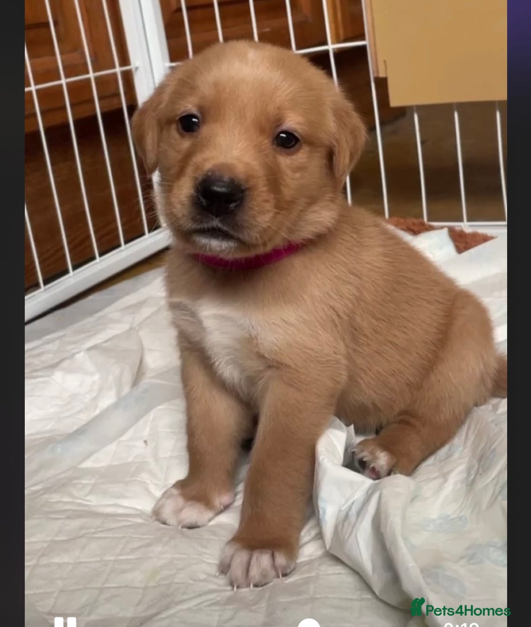 Goldador dogs for sale: Stunning Retriever cross Labrador puppy  - Image 6