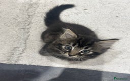 Mixed Breed cats for sale: 3 Male kittens for sale  - Image 3