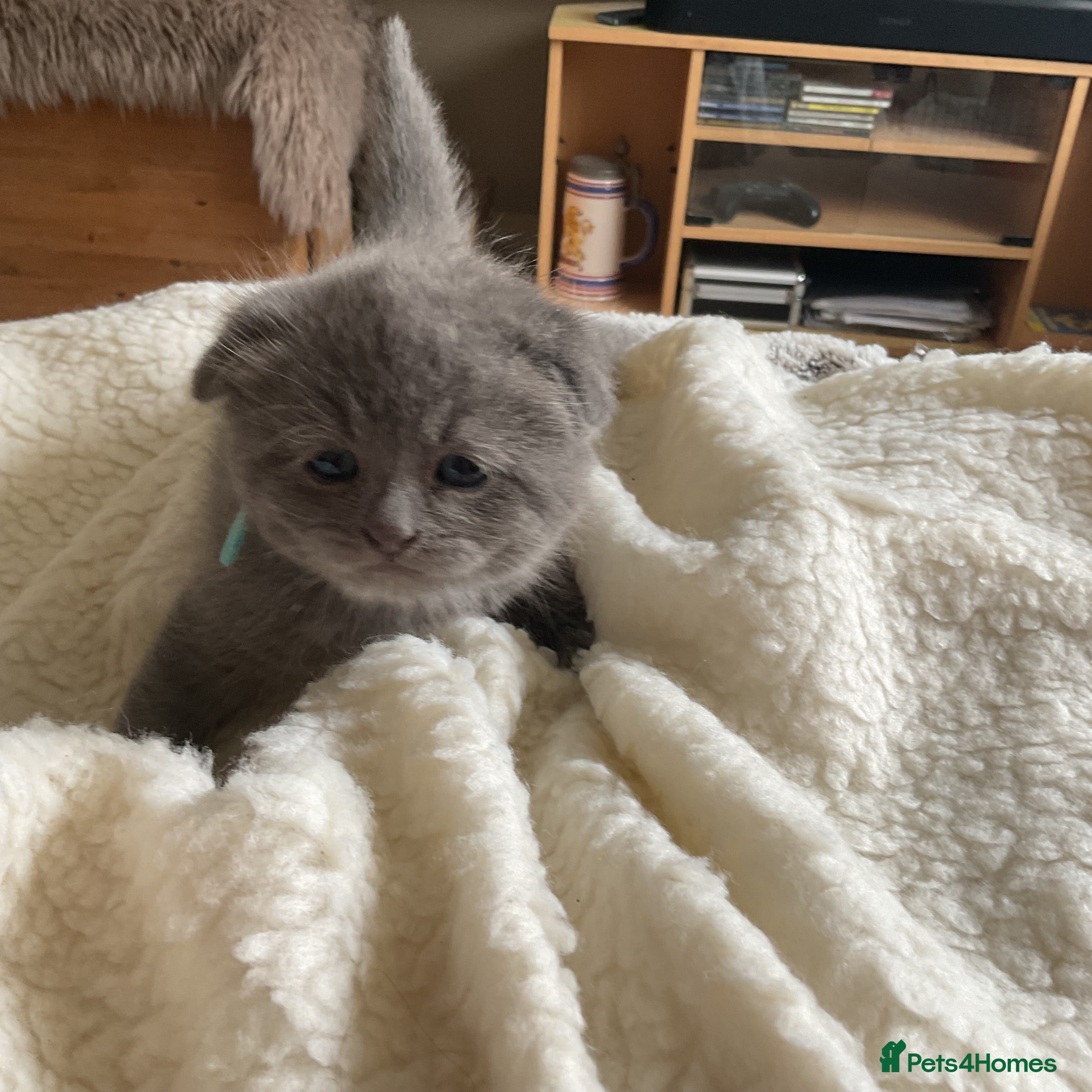 Scottish Fold cats for sale: Scottish fold kittens  in Northampton - Advert 1