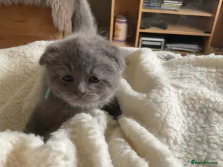 Scottish Fold cats Scottish fold kittens - Advert 9
