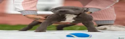 Staffordshire Bull Terrier dogs for sale: Top quality pedigree staff puppies  - Advert 9