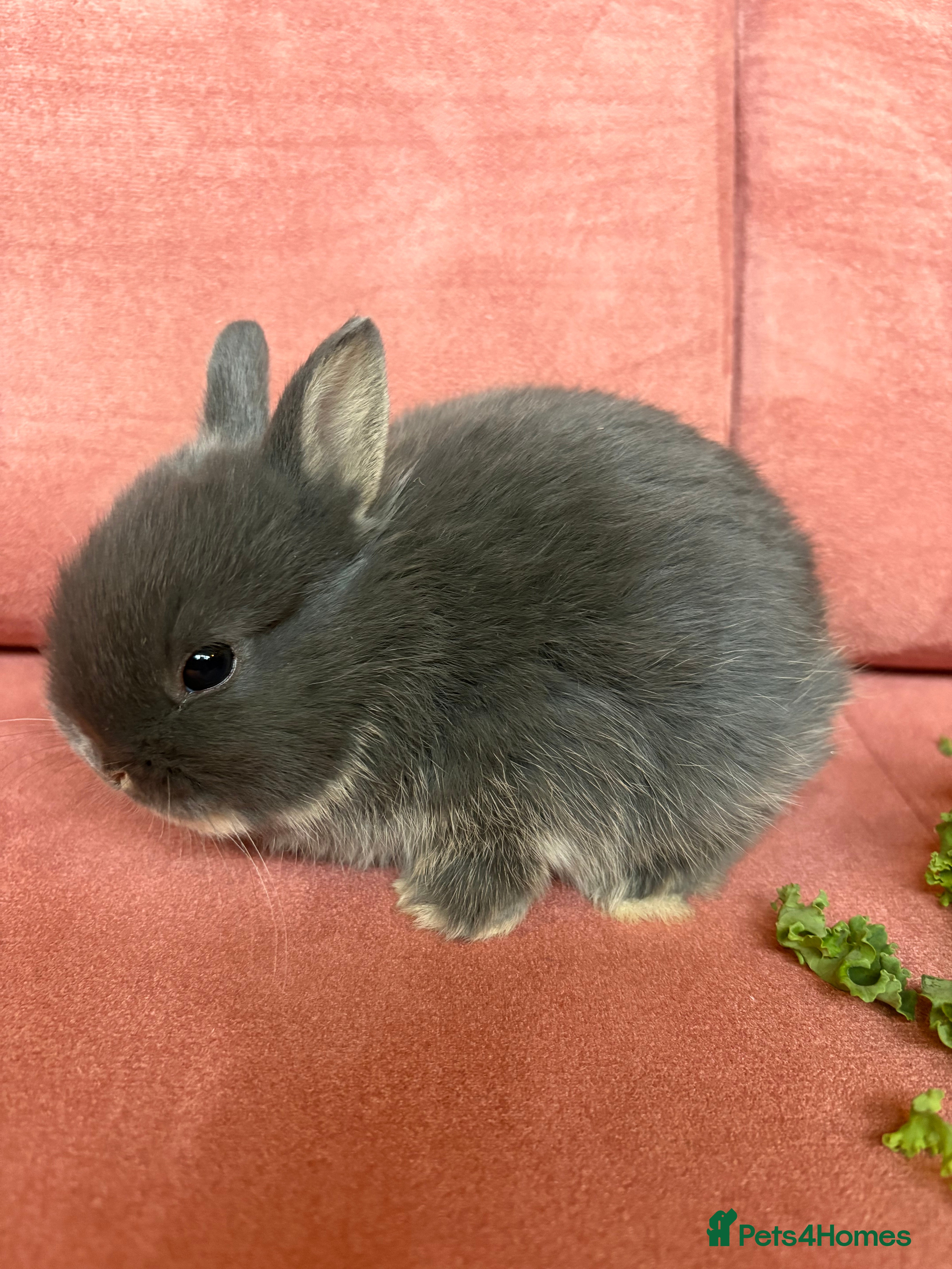 Netherland Dwarf rabbits Sweet Blue Otter Netherland Doe Dwarf bunny - Advert 1