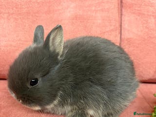 Netherland Dwarf rabbits Sweet Blue Otter Netherland Doe Dwarf bunny - Advert 1