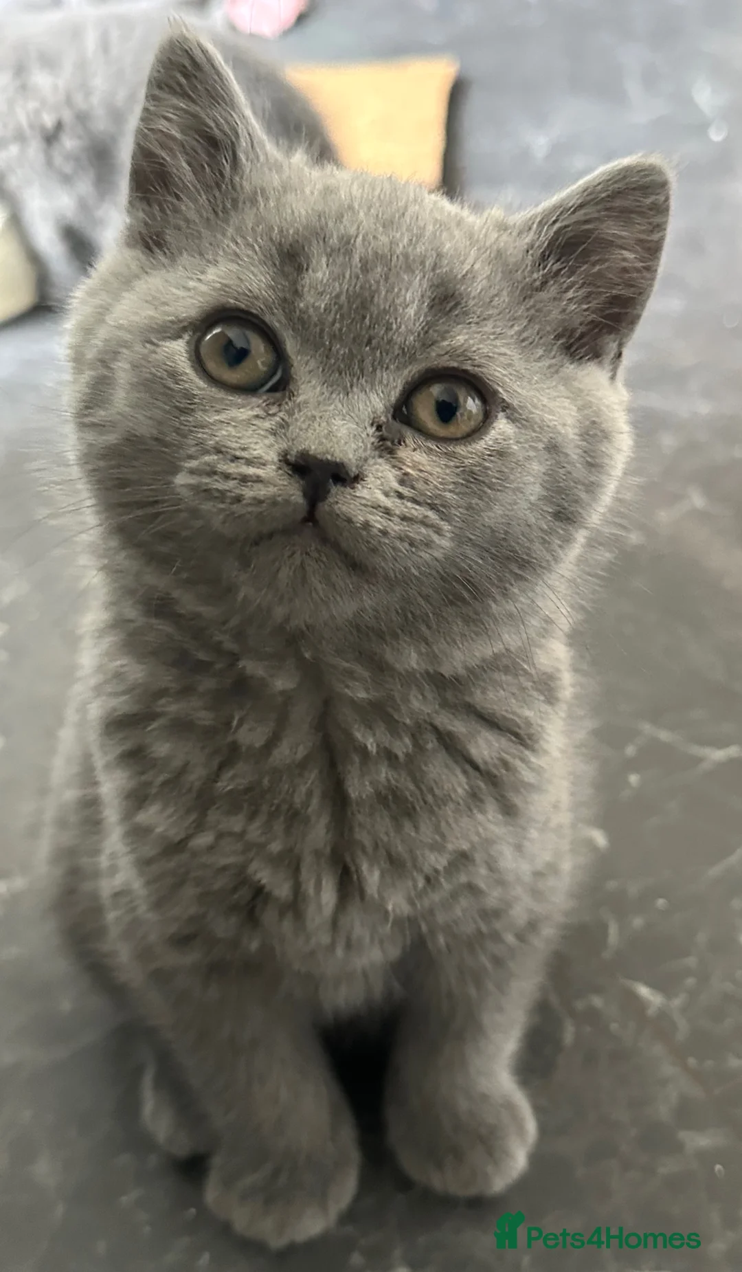 Scottish Fold cats for sale: BSH X SCOTTISH FOLD LAST FEMALE DILUTE CALICO - Advert 5