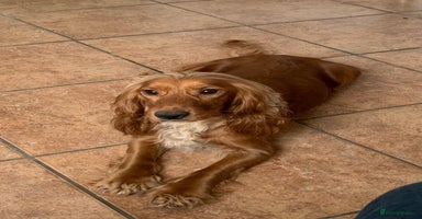 Cocker Spaniel dogs - Advert 16